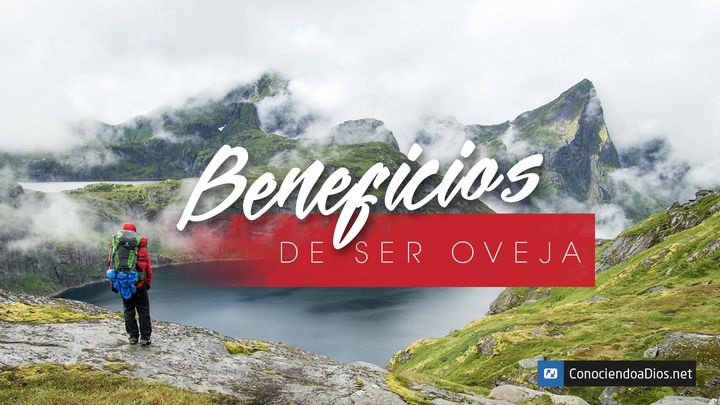 Beneficios De Ser Oveja