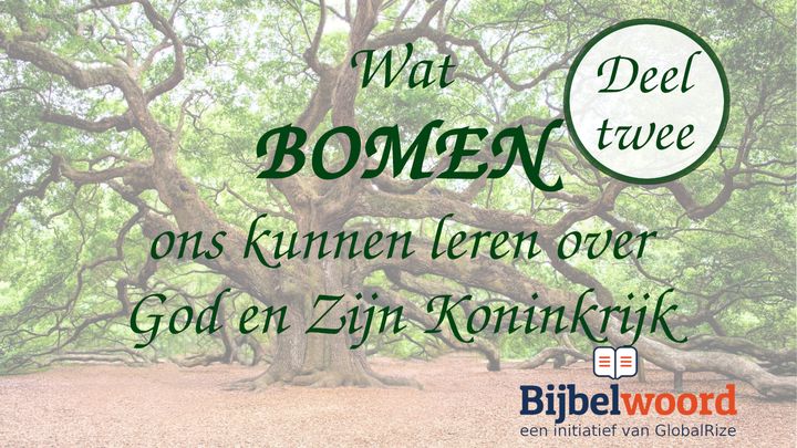 Wat bomen ons kunnen leren over God en zijn Koninkrijk — deel 2