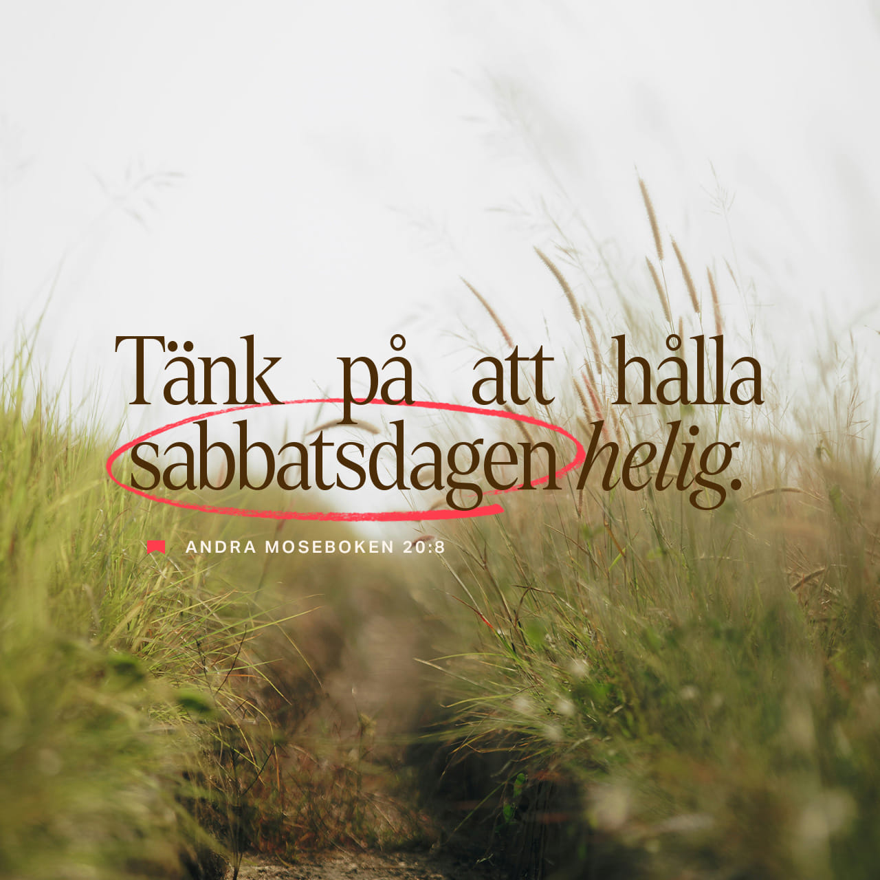 Timoshenko va Saakashvili porno