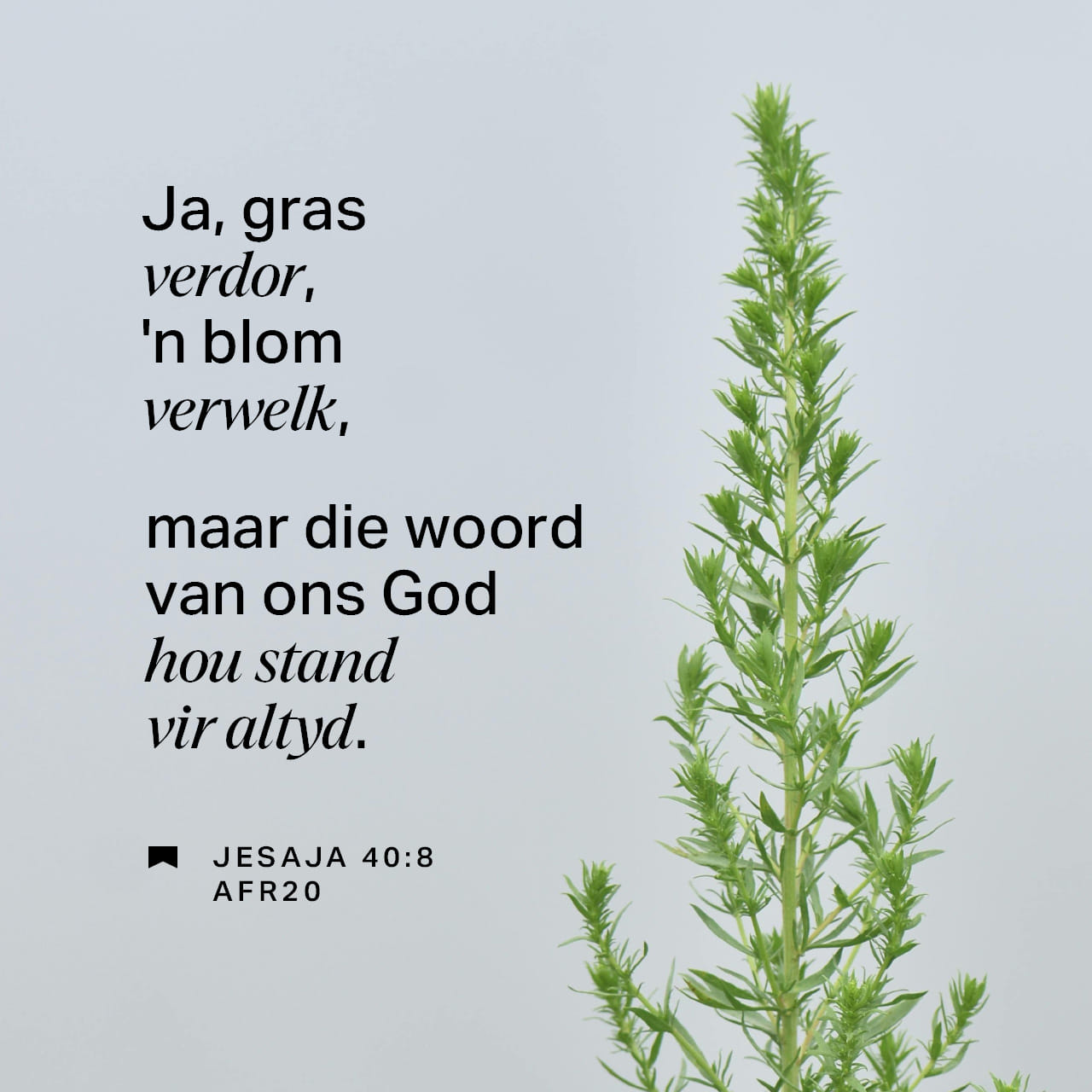JESAJA 40:8 (AFR83) - Gras verdor en blomme verwelk, maar | YouVersion