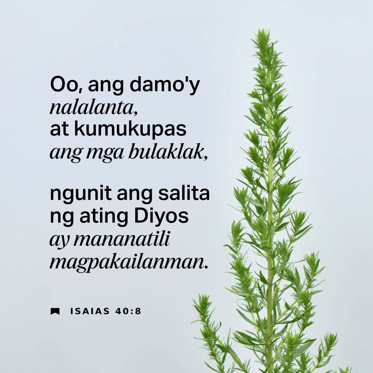 Roza Syabitovaning mushukini korsating.