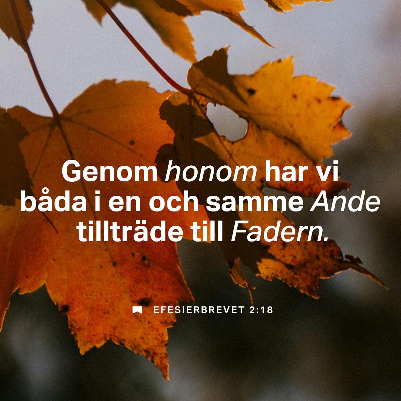 Kostonay jinsiy aloqa uchun