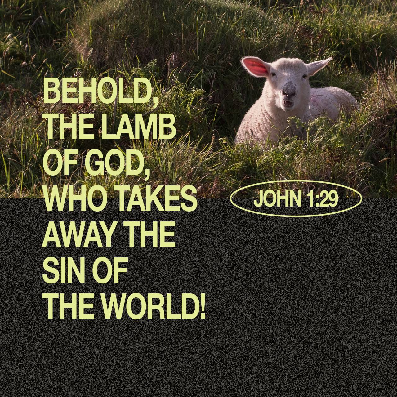Behold The Lamb Of God Who Takes Away The Sins