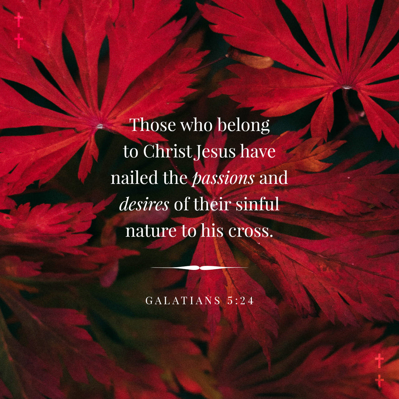 galatians-5-24-those-who-belong-to-christ-jesus-have-nailed-the