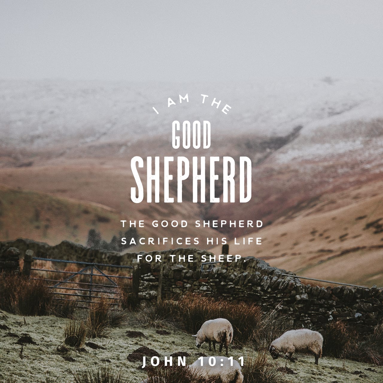 John 10:11 I am the good shepherd: the good shepherd giveth his life for the sheep. | King James Version (KJV) | Download The Bible App Now