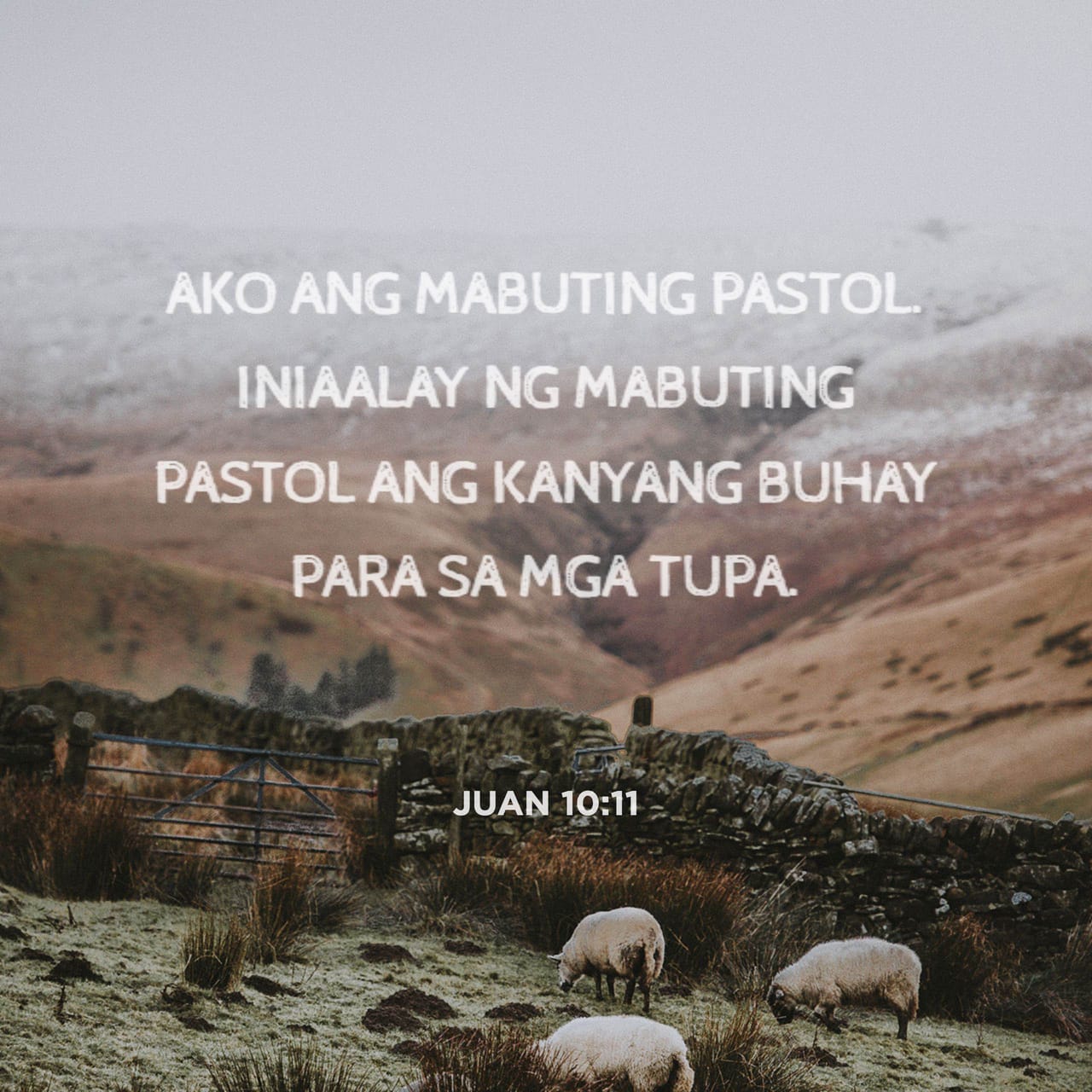 Juan 1011 “ako Ang Mabuting Pastol Iniaalay Ng Mabuting Pastol Ang