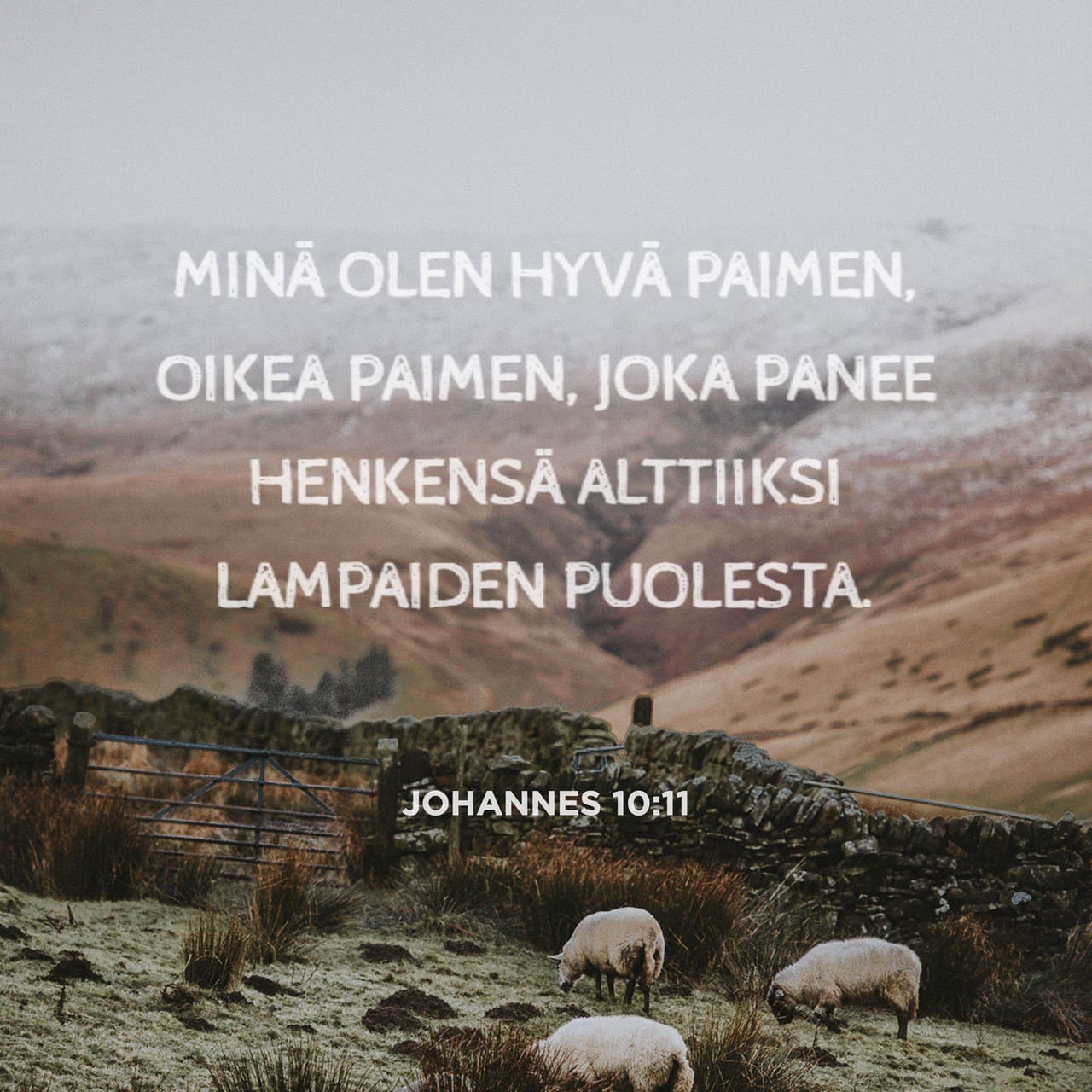 Evankeliumi johanneksen mukaan 10 11 min olen hyv paimen oikea