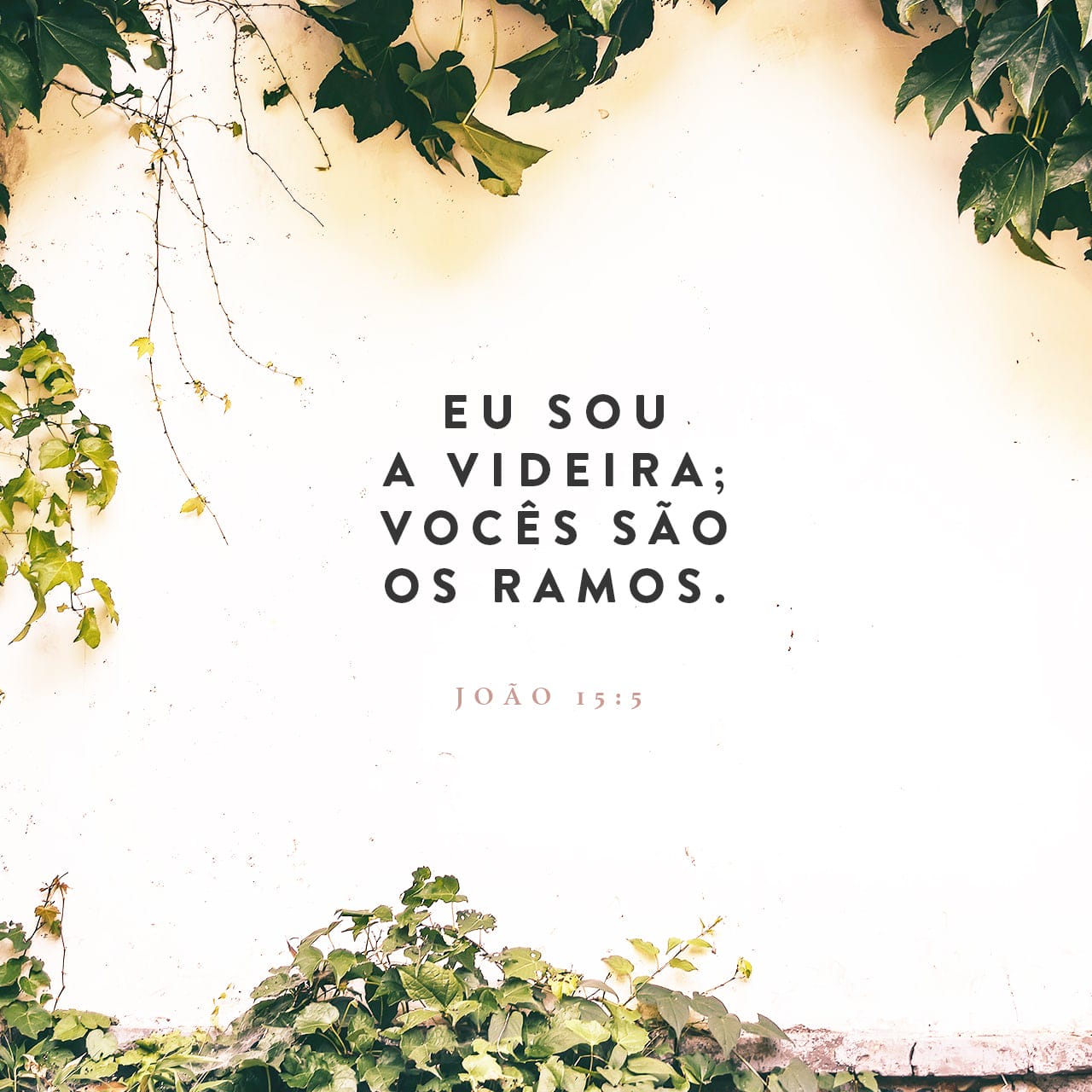 João 15:5 Eu sou a videira, vós, os ramos. Quem permanece em mim, e eu ...