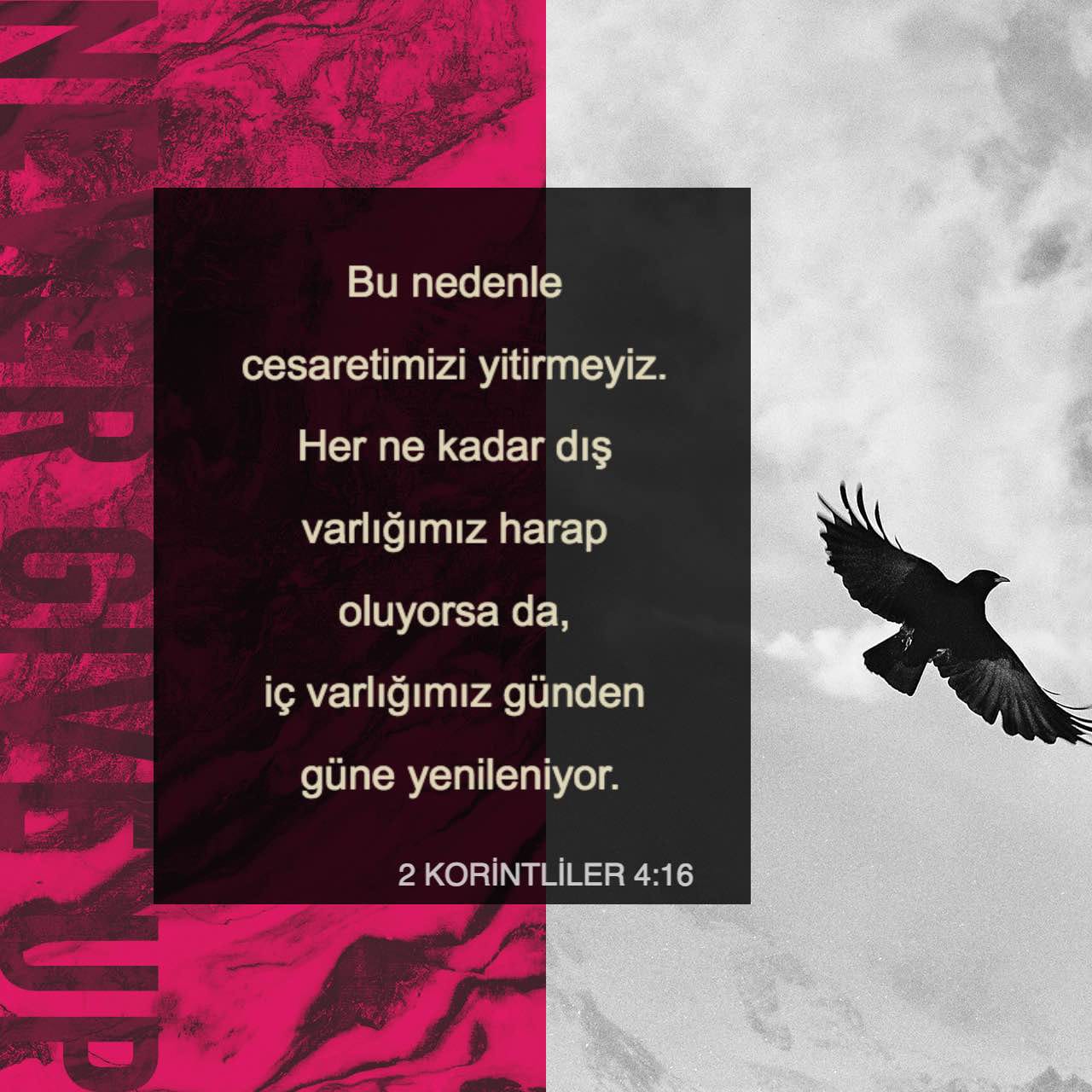 Yetuk onalar katta xorozni yaxshi koradilar