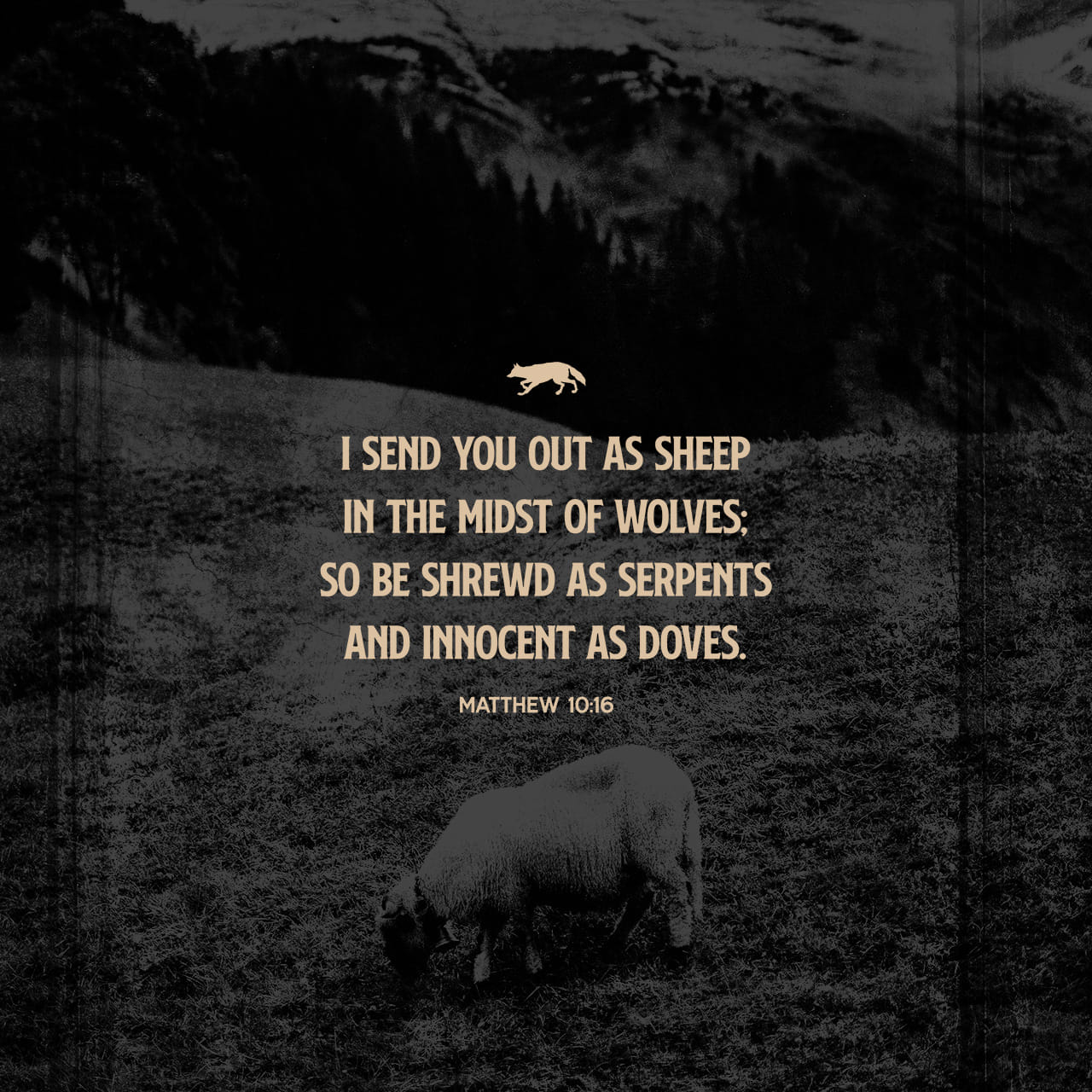 Matthew 10:16 Behold, I send you forth as sheep in the midst of wolves: be ye therefore wise as serpents, and harmless as doves. | King James Version (KJV) | Download The Bible App Now
