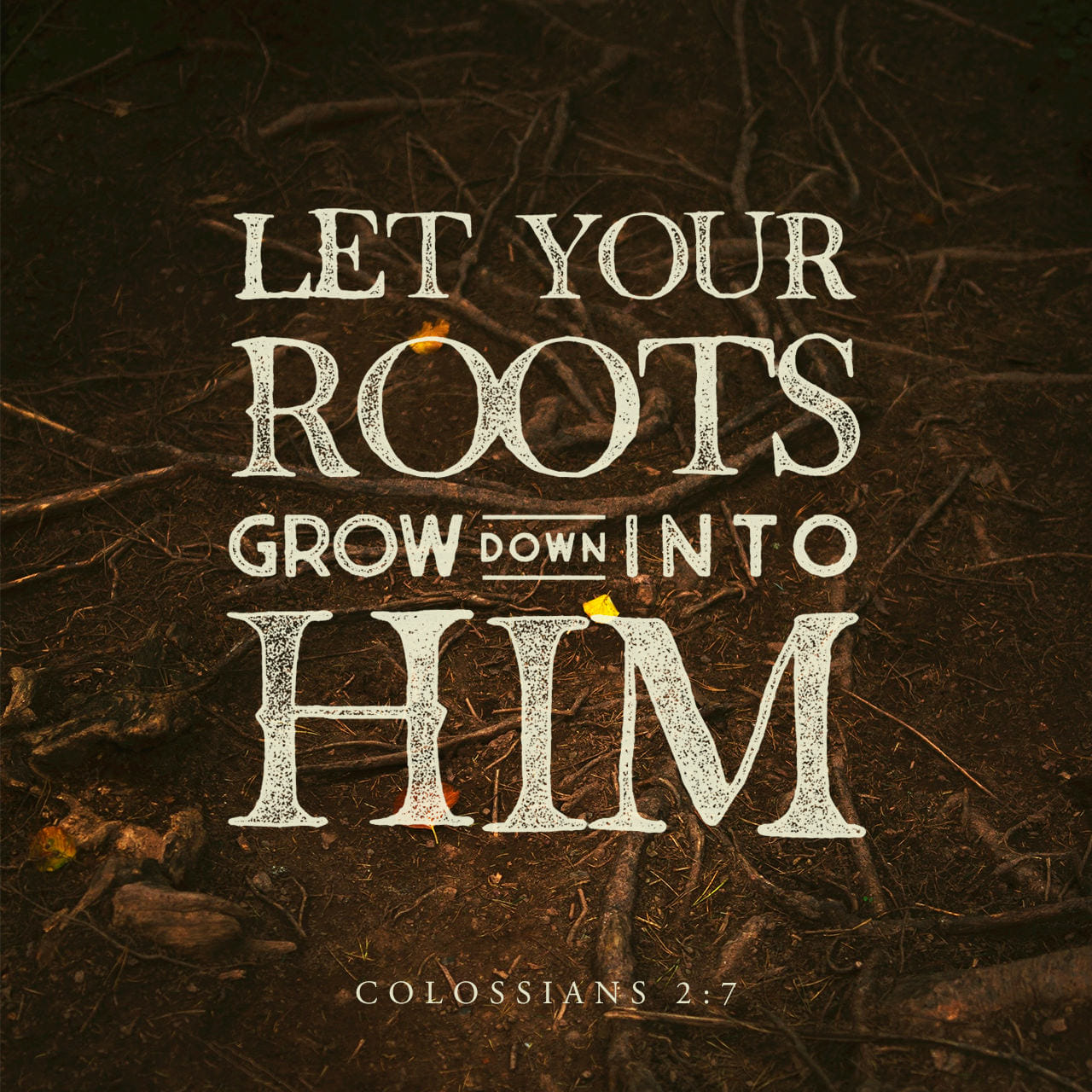 Colossians 2 7 Let Your Roots Grow Down Into Him And Let Your Lives Be 