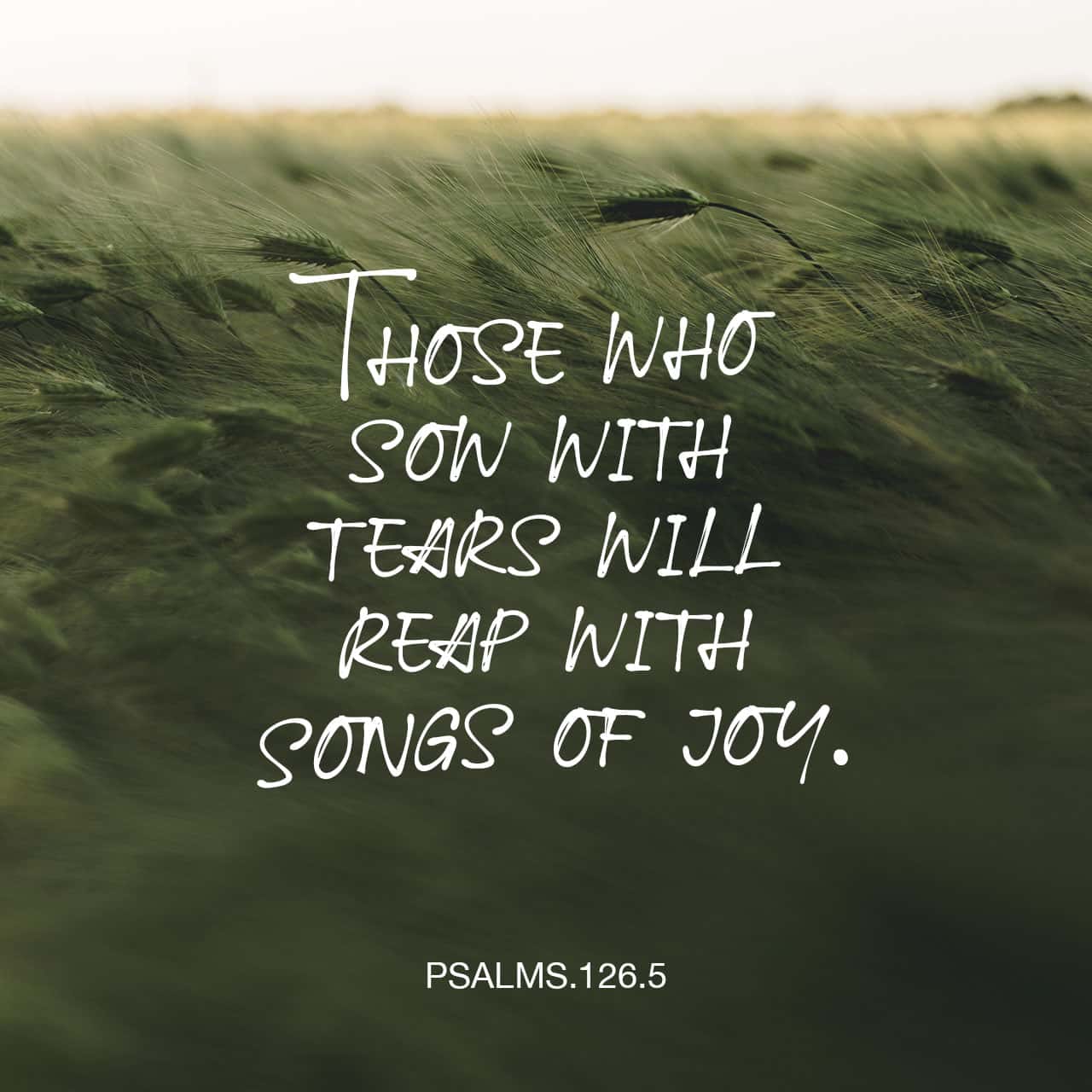 Study Learn And Grow The Lectionary Passages For Sunday December 13 