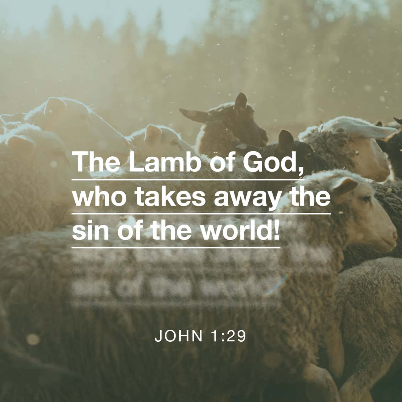 John 1 29 34 NKJV The Next Day John Saw Jesus Coming YouVersion John 1 29 34 NKJV The Next Day John Saw Jesus Coming YouVersion