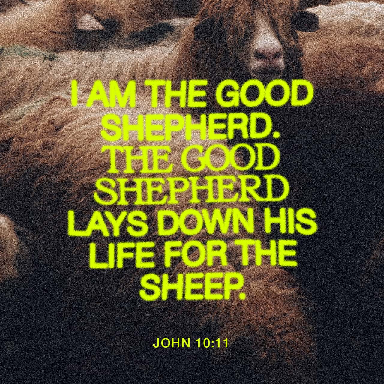 John 10 11 I Am The Good Shepherd The Good Shepherd Lays Down His