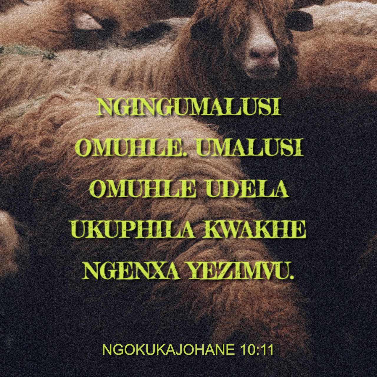 Anal oqma fotosurati