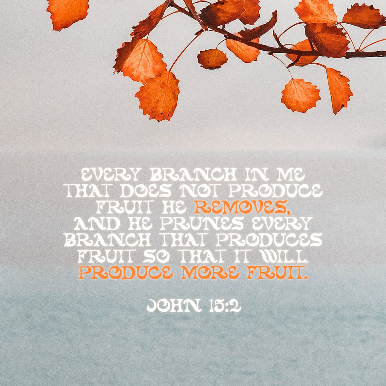 John 15:2 Every branch in me that beareth not fruit he taketh away: and every branch that beareth fruit, he purgeth it, that it may bring forth more fruit. | King James Version (KJV) | Download The Bible App Now