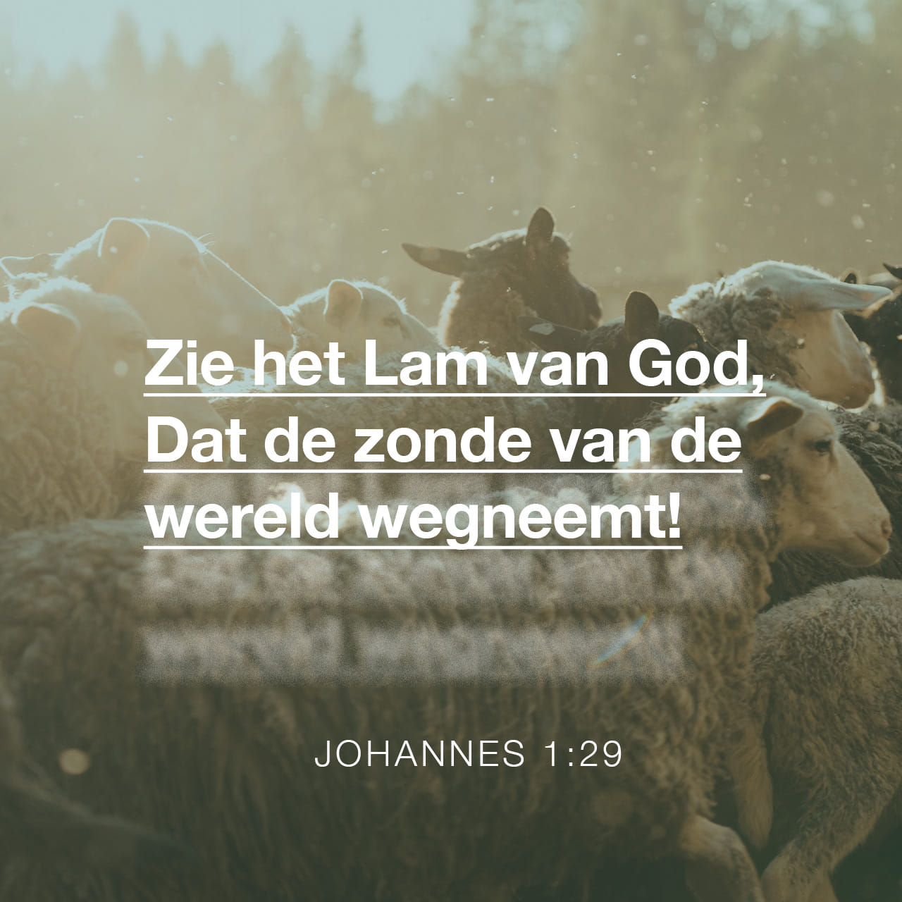 JOHANNES 1 29 Des Anderen Daags Zag Johannes Jezus Tot Zich Komende En Zeide Zie Het Lam Gods