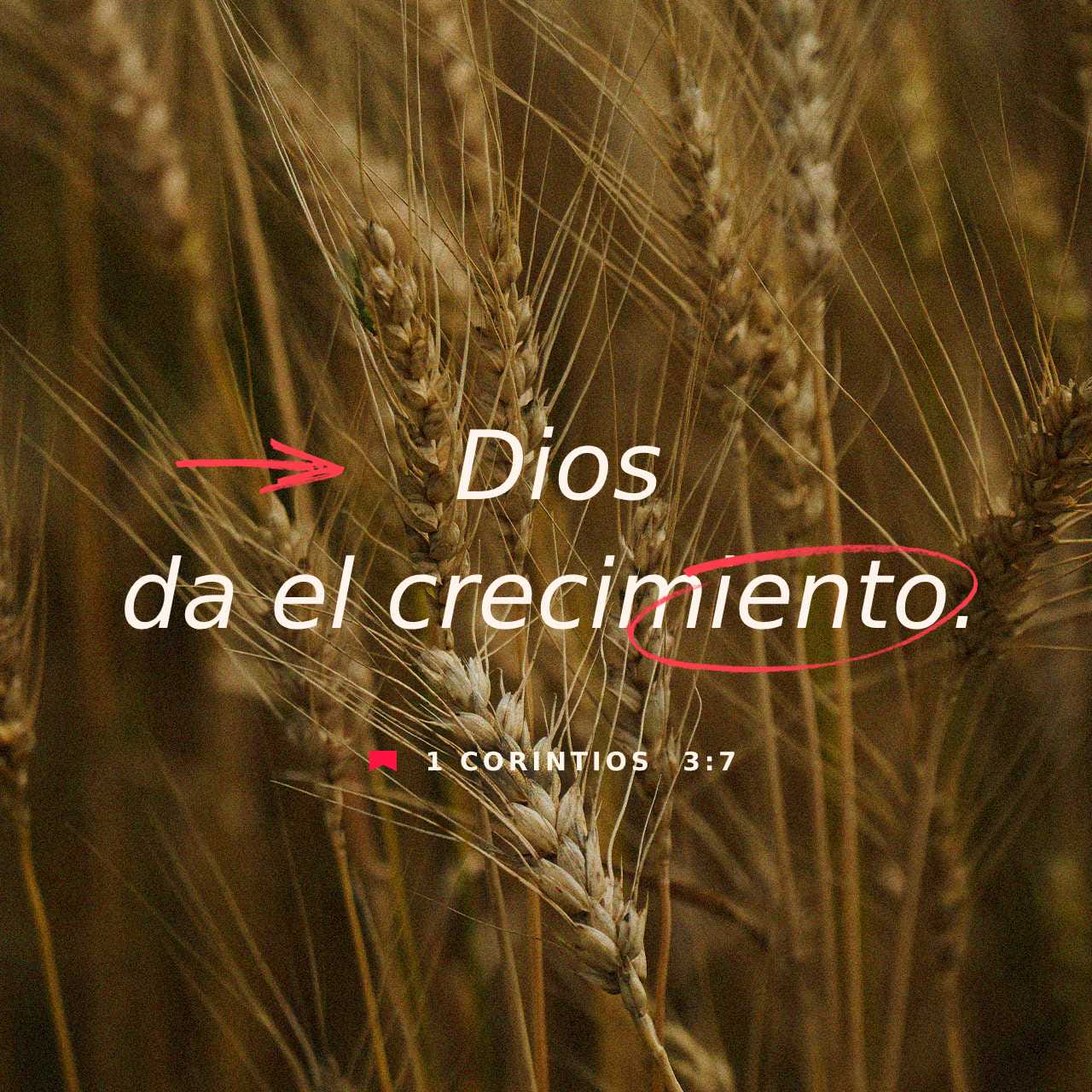 1 Corintios 3:7 No Importa Quién Planta O Quién Riega; Lo Importante Es ...