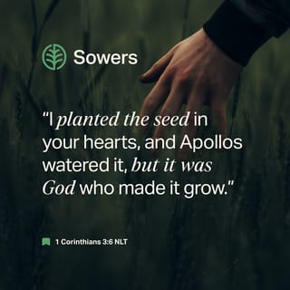 planting rosemary seeds Organic Rosemary Seeds main image 0