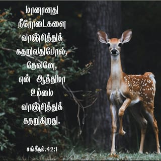 Biseksuallar onlayn sikish Yomon xotinlar porno film