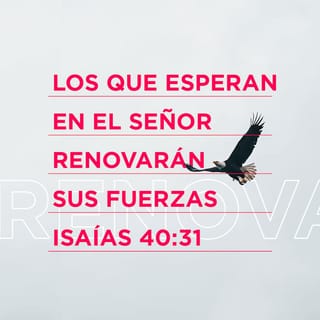 Isaías 40:31 pero los que esperan a Jehová tendrán nuevas fuerzas;  levantarán alas como las águilas; correrán, y no se cansarán; caminarán, y  no se fatigarán. | Biblia Reina Valera 1960 (RVR1960) |
