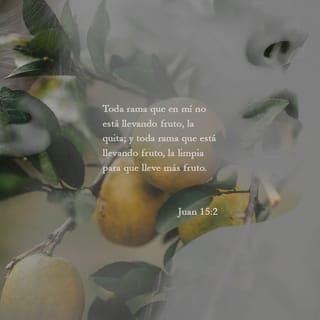 S. Juan 15:1-17 Yo soy la vid verdadera, y mi Padre es el labrador. Todo  pámpano que en mí no lleva fruto, lo quitará; y todo aquel que lleva fruto,  lo limpiará,