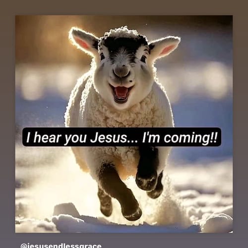 Bible profile picture for @kaufman