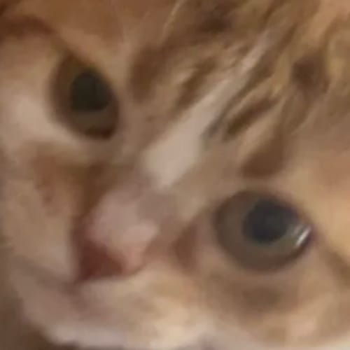 Bible profile picture for @intently