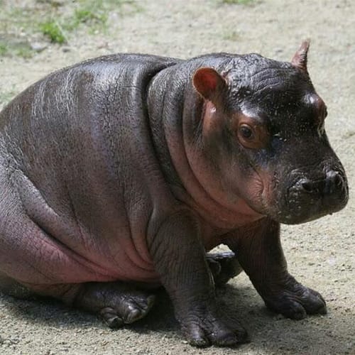 Bible profile picture for @Hippo