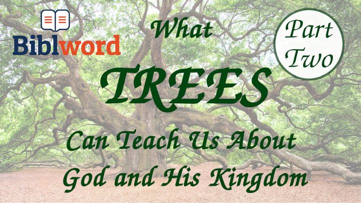 What Trees Can Teach Us About God and His Kingdom — Part Two