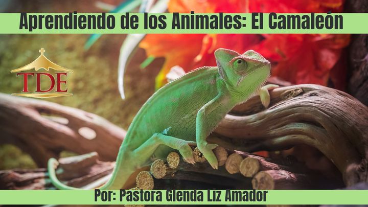 Aprendiendo De Los Animales: El Camaleón