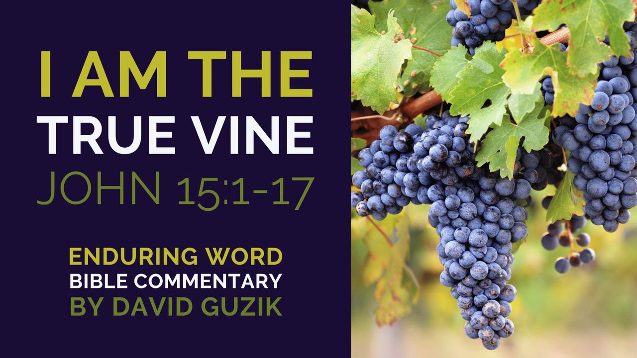 I Am the True Vine: Bible Commentary on John 15:1-17 - Day 3 of 12